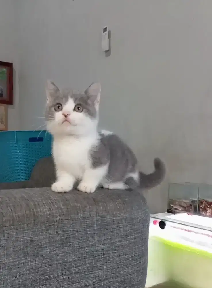 MUNCHKIN BSH BICOLOUR