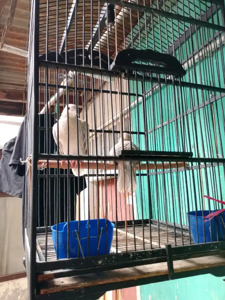 Burung puter usia 2 bulan