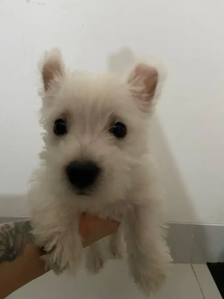 Western Terrier Westie Betina