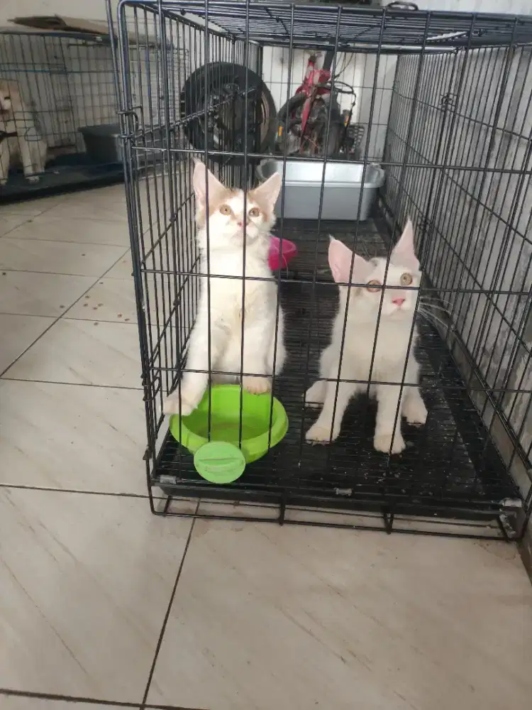 Kucing maincoone