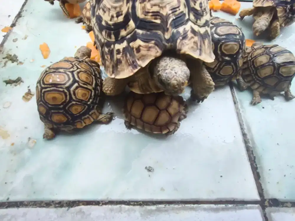 Sulcata tortoise