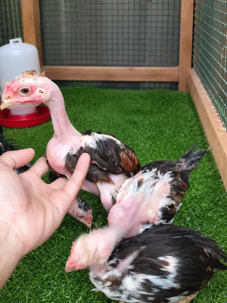 Anak ayam Bangkok saigon usia 2 bulan