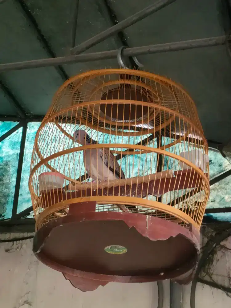 Derkuku Kelantan Gacor kuk 1 stabil.