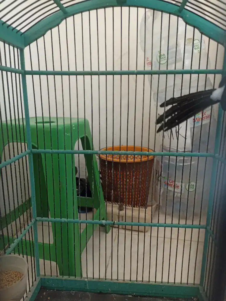 Dijual burung Murai Rumahan gacor