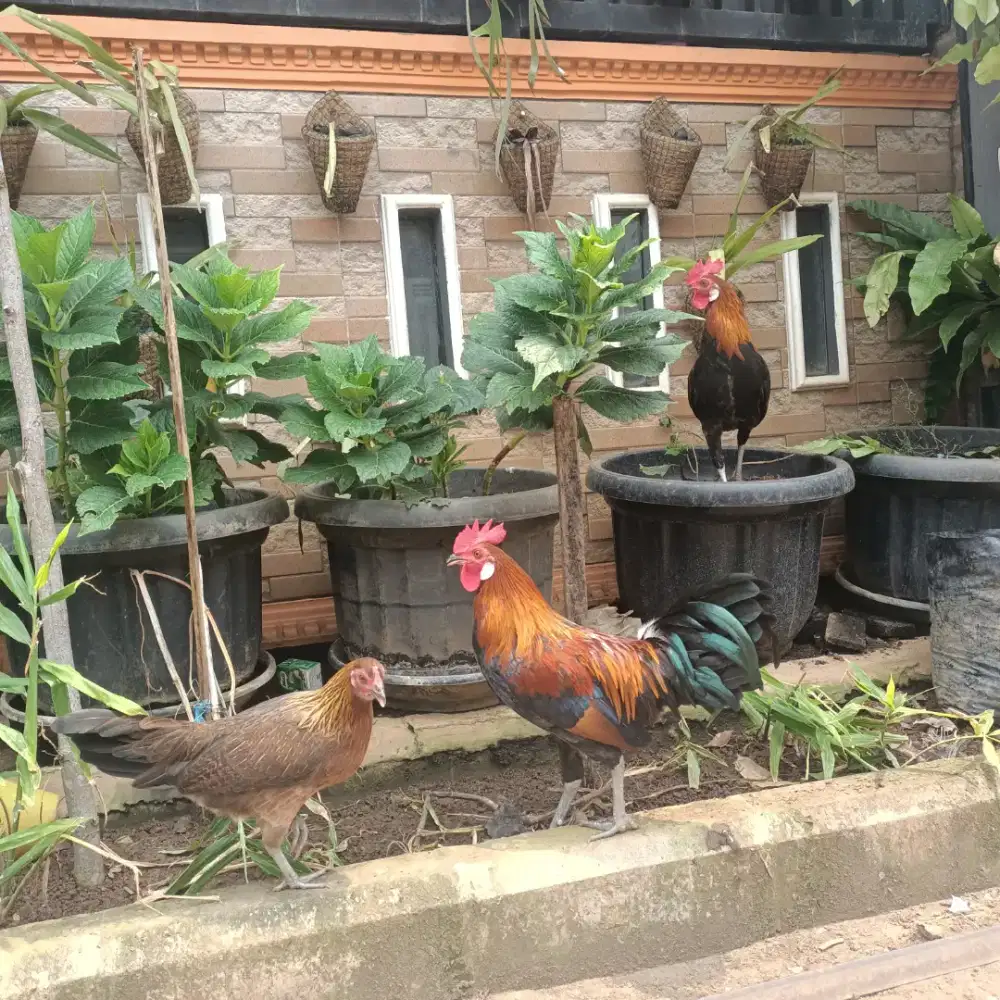 Jual ayam hutan