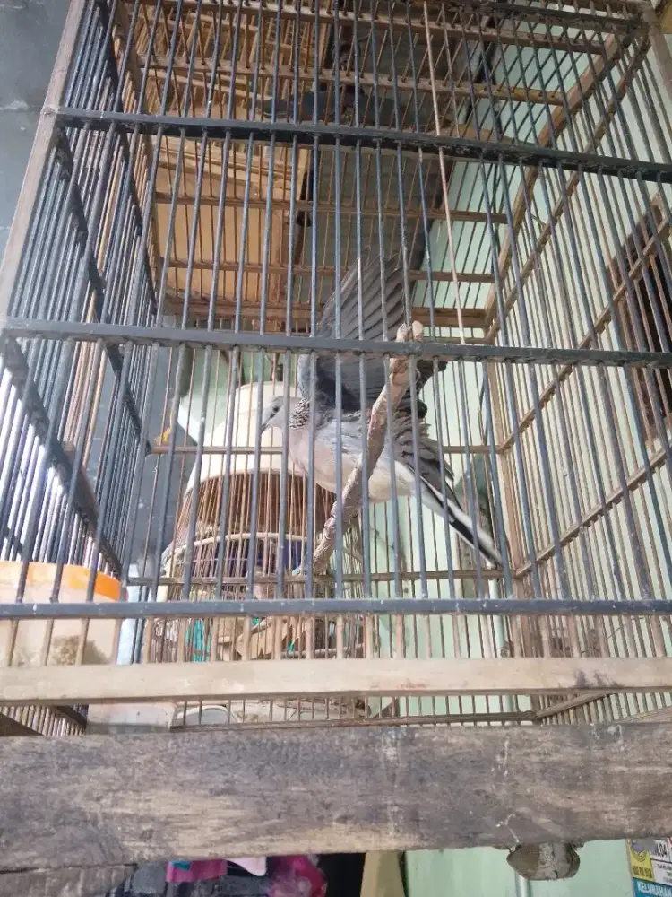 Fullset Tekukur lokal  kuk 1 jantan sudah bunyi