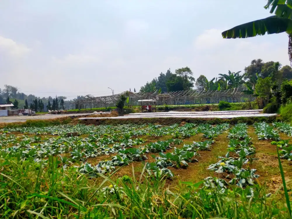 dijual tanah kotak siap bangun Pasir sereh Tonggoh Cihideung Bandung