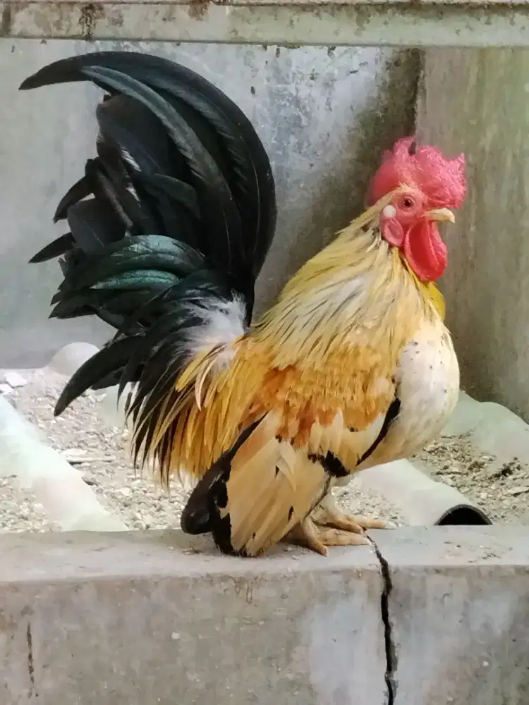 Ayam Kate jantan dan betina