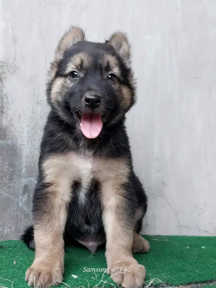 Anakan anjing ras mix