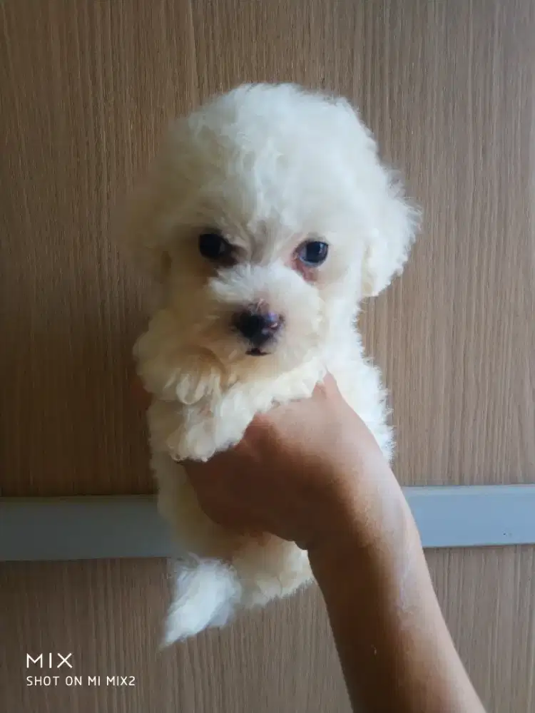 Anakan Bichon frise betina