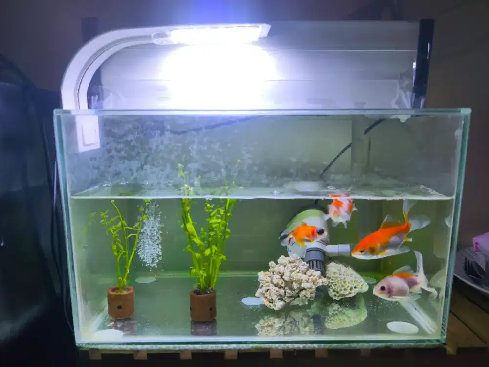 Aquarium ikan mas Koki