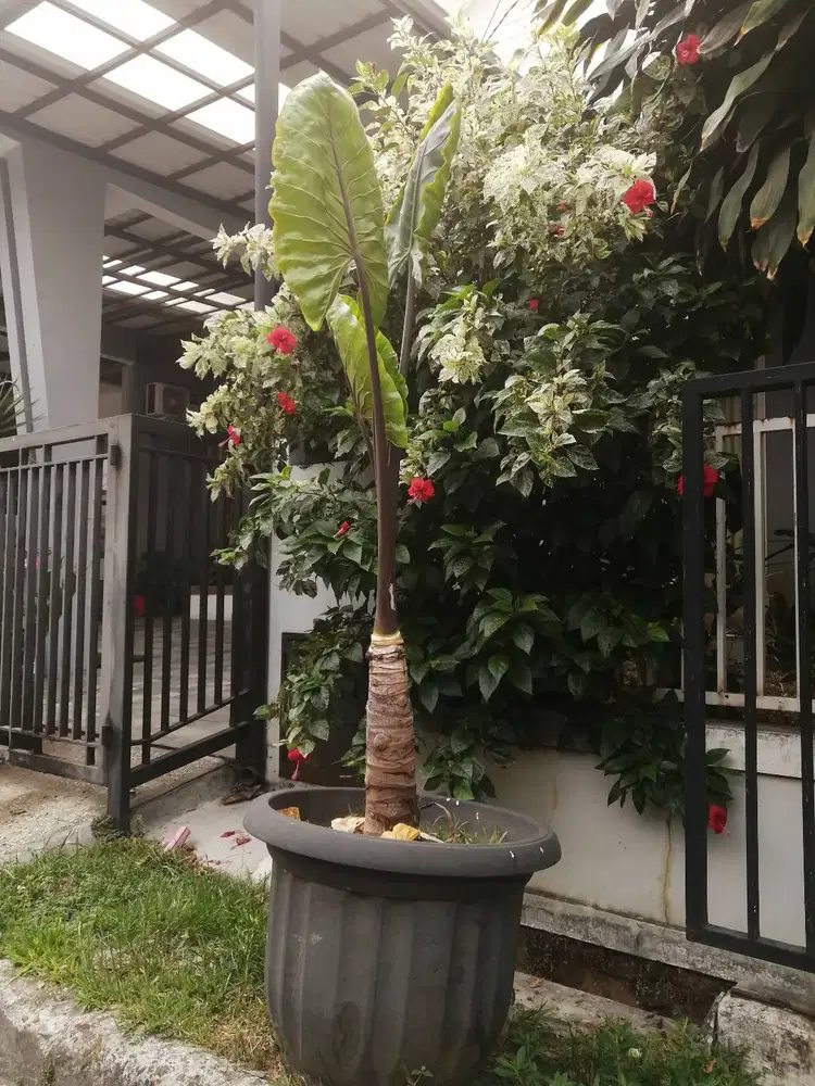 Tanaman Hias Anti Polutan SENTE HITAM