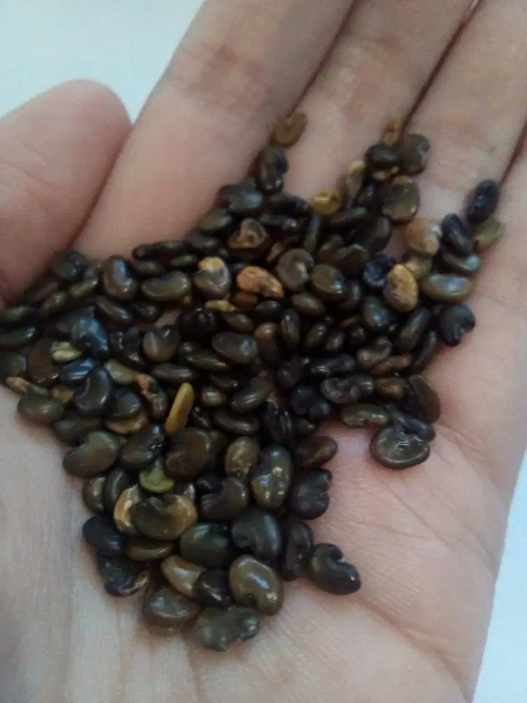 Jual Benih CRJ Crotalaria Juncea Orok-Orok LCC-Berkualitas Tinggi