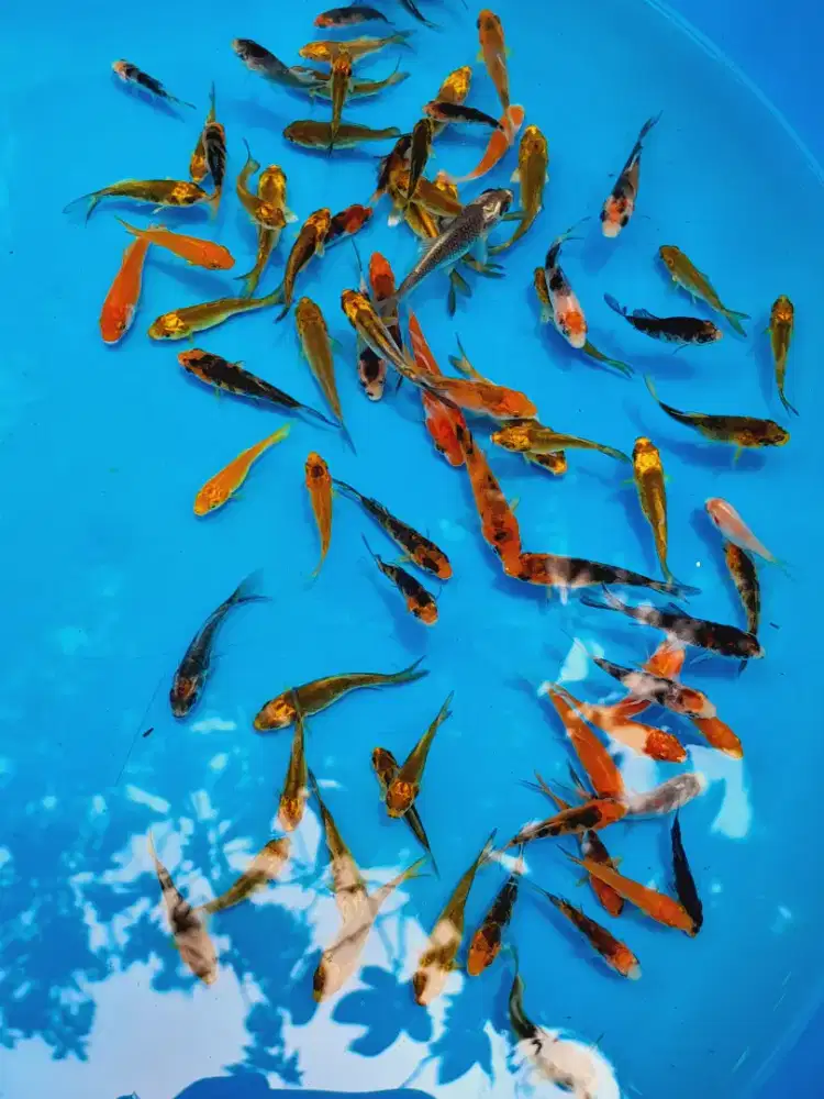 Bibit koi size 3-5cm jenis mix