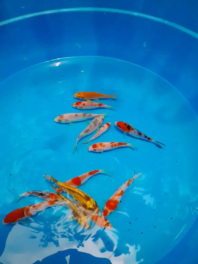 Minion ikan koi size 7-9cm