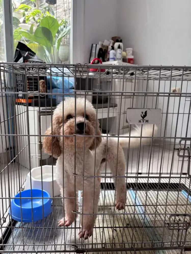 Poodle Jantan warna putih dan coklat