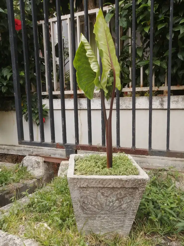 Tanaman Anti Polutan Pot Persegi