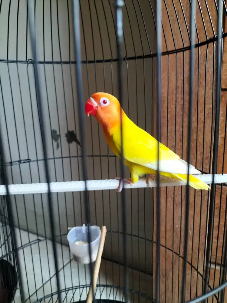Lovebird paud Lutino MM