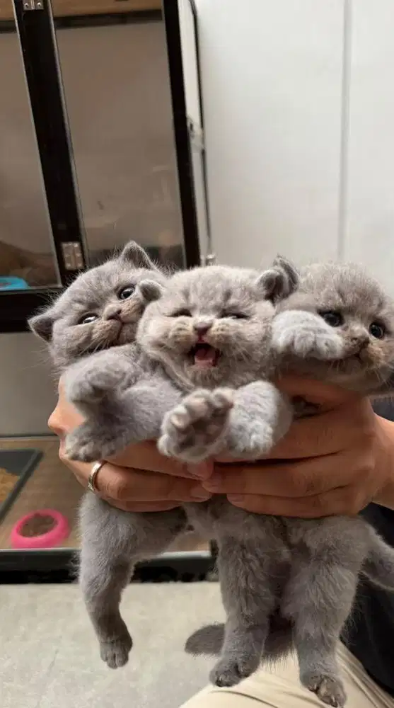 Open Adopt kucing BSH Kitten