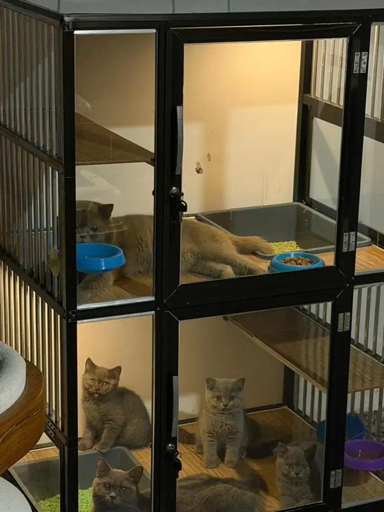 Open Adopt kucing BSH Kitten