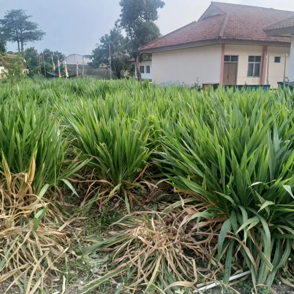 Jual rumput odot segar makanan ternak perkilo 5 ribu