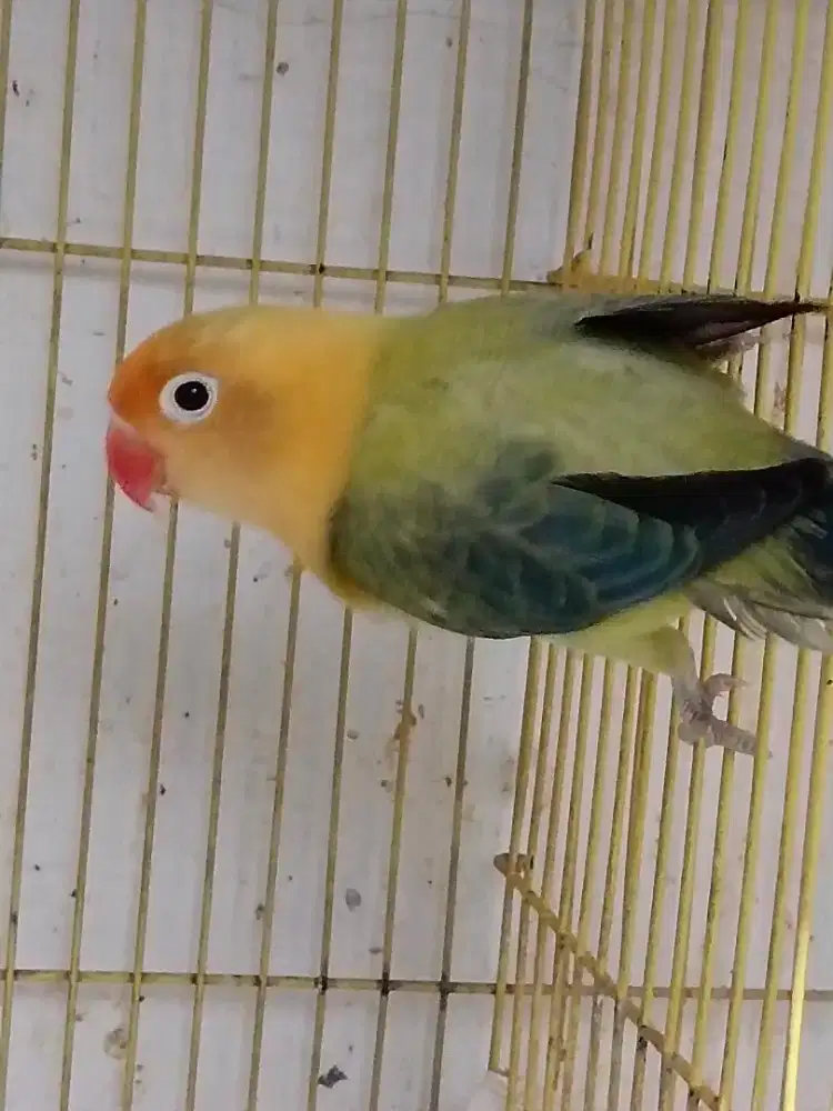 bio PB euwing green