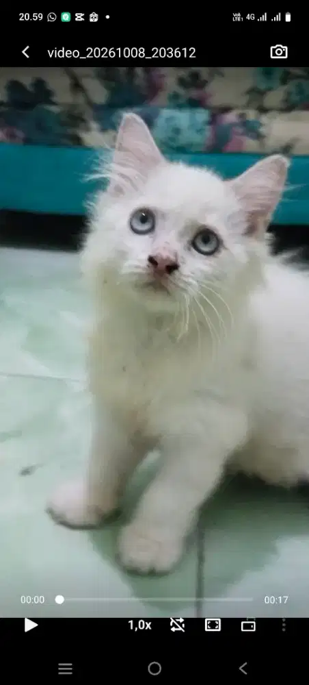 Kitten jantan Ragdol