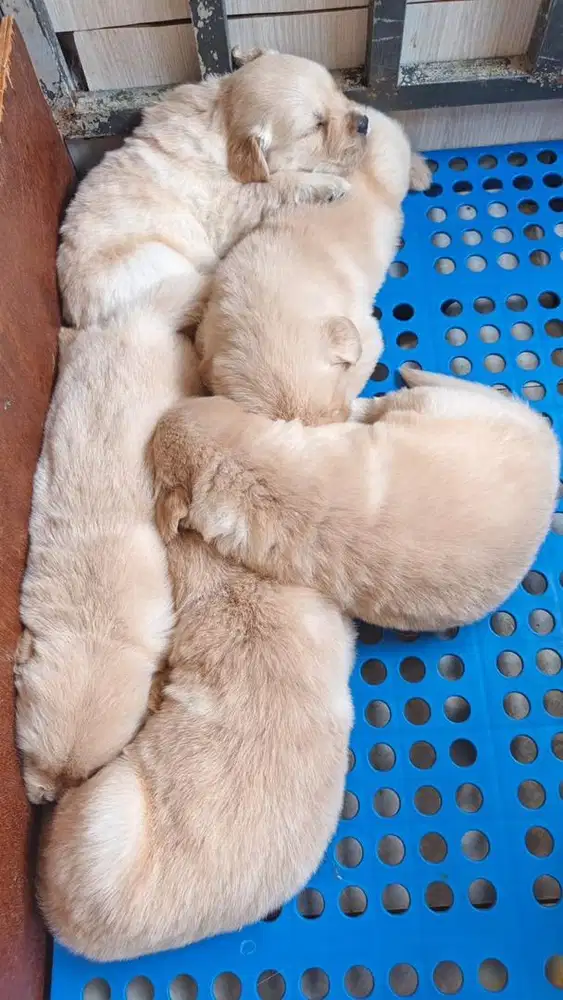 Puppies Golden Retriever