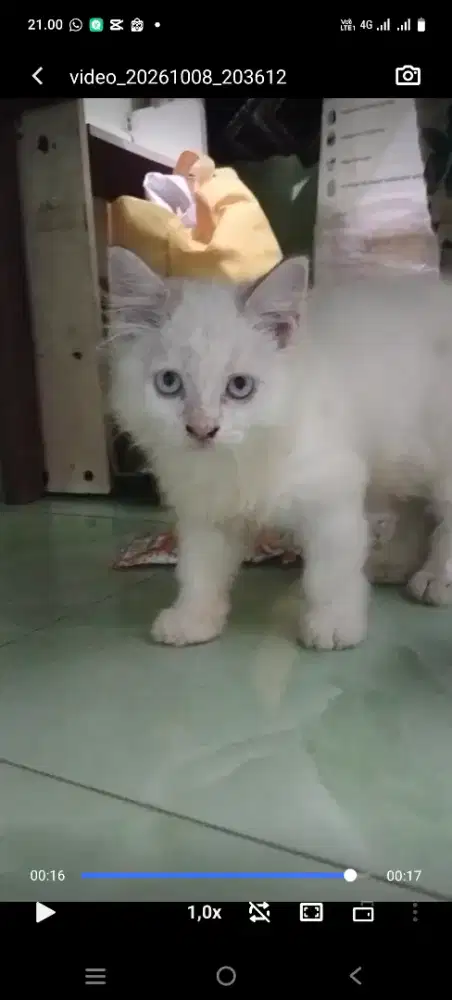 Kitten jantan Ragdol