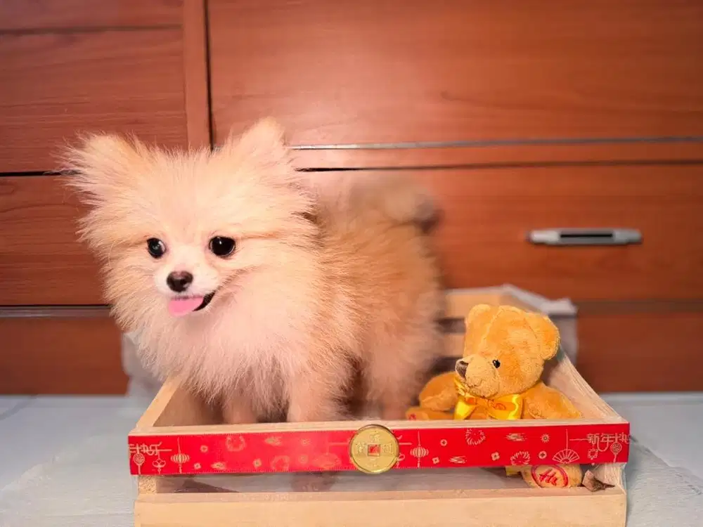 SUPER MINI POM ANJING