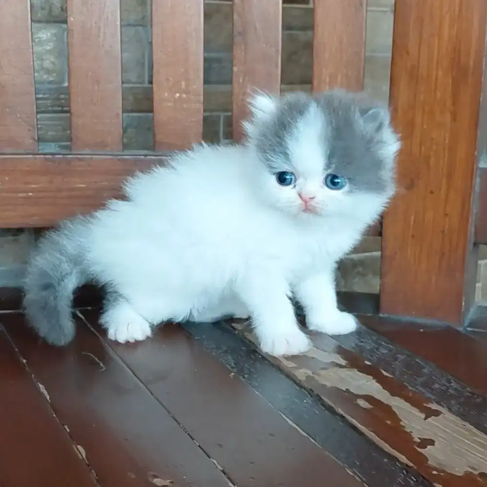 KUCING PERSIA JANTAN