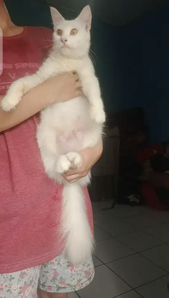 Kucing betina white solid