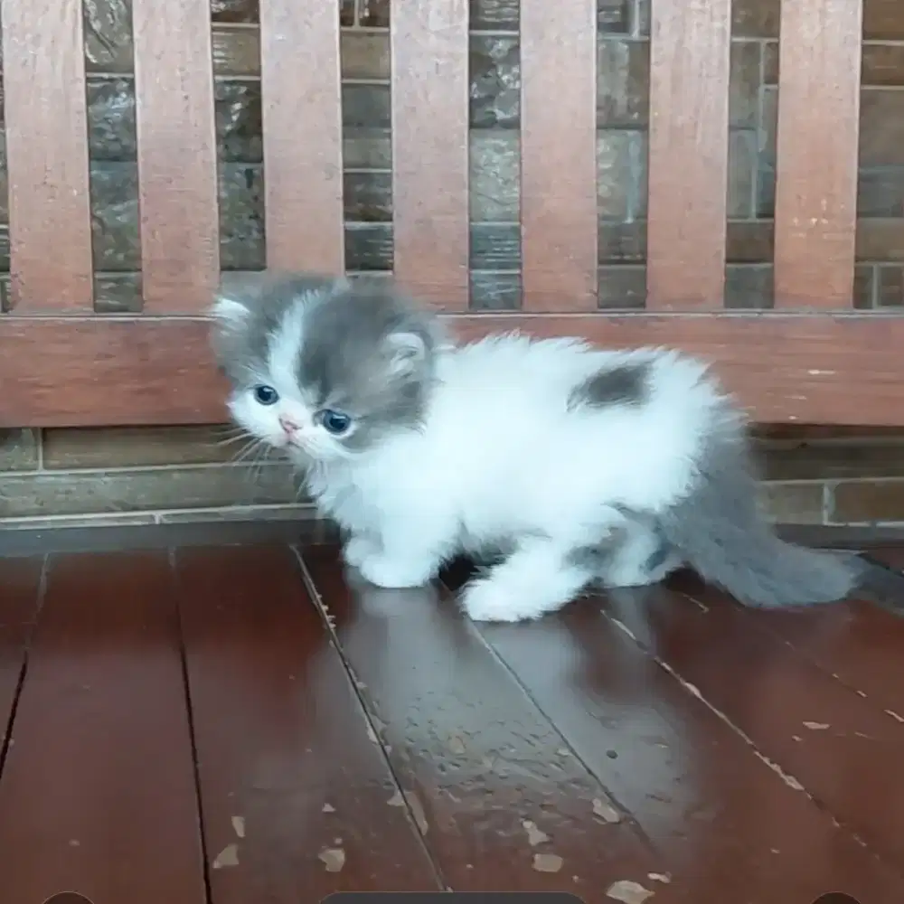 KUCING MUNCHKIN (kaki pendek) JANTAN