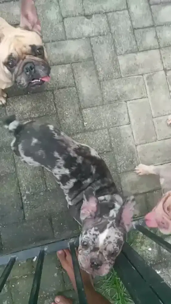 Cari lowongan kerja kennel boy