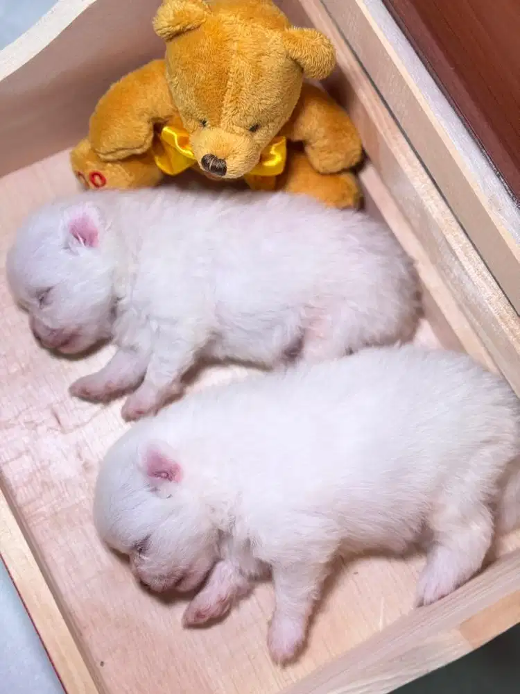 Baby POM Anjing
