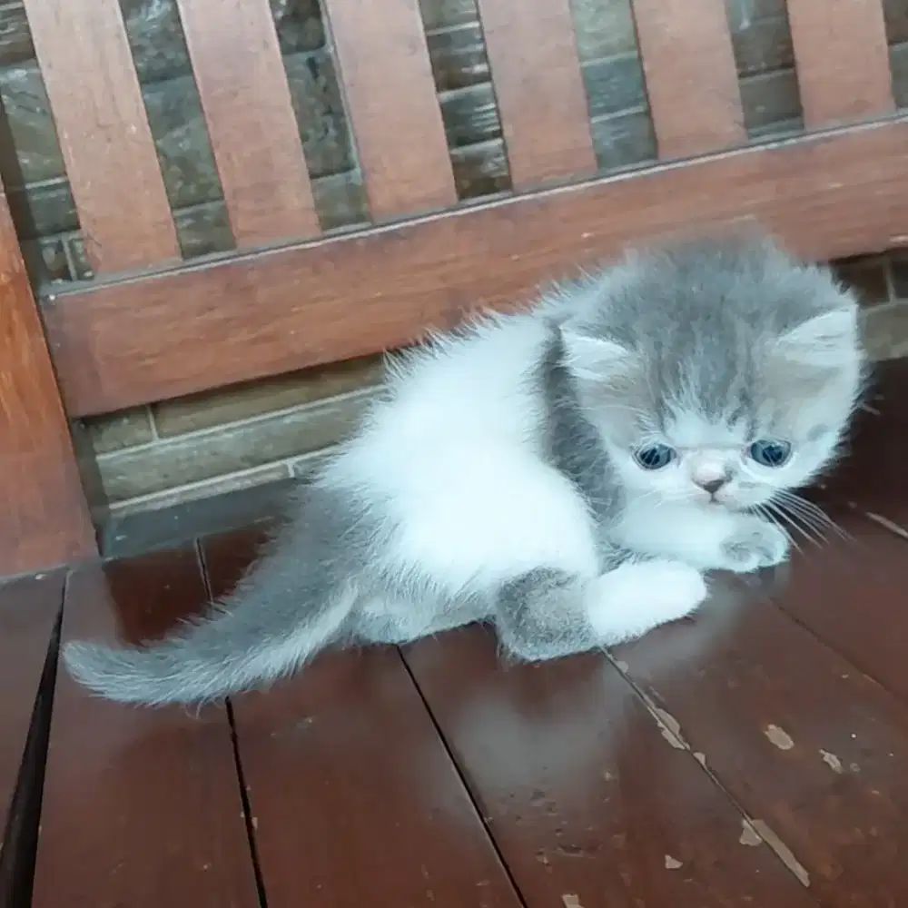 KUCING PERSIA  BETINA (SHORTHAIR)
