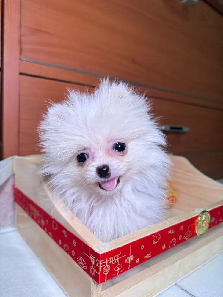 SUPER MINI POM 3 bulan
