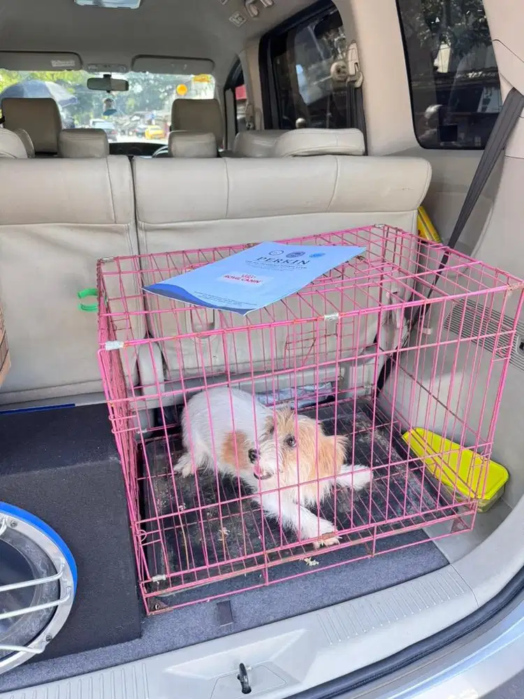 Jack Russel Anjing 1 Tahun