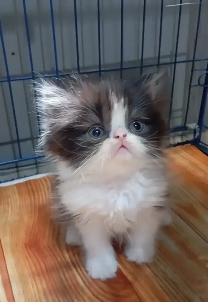 Kucing persia longhair