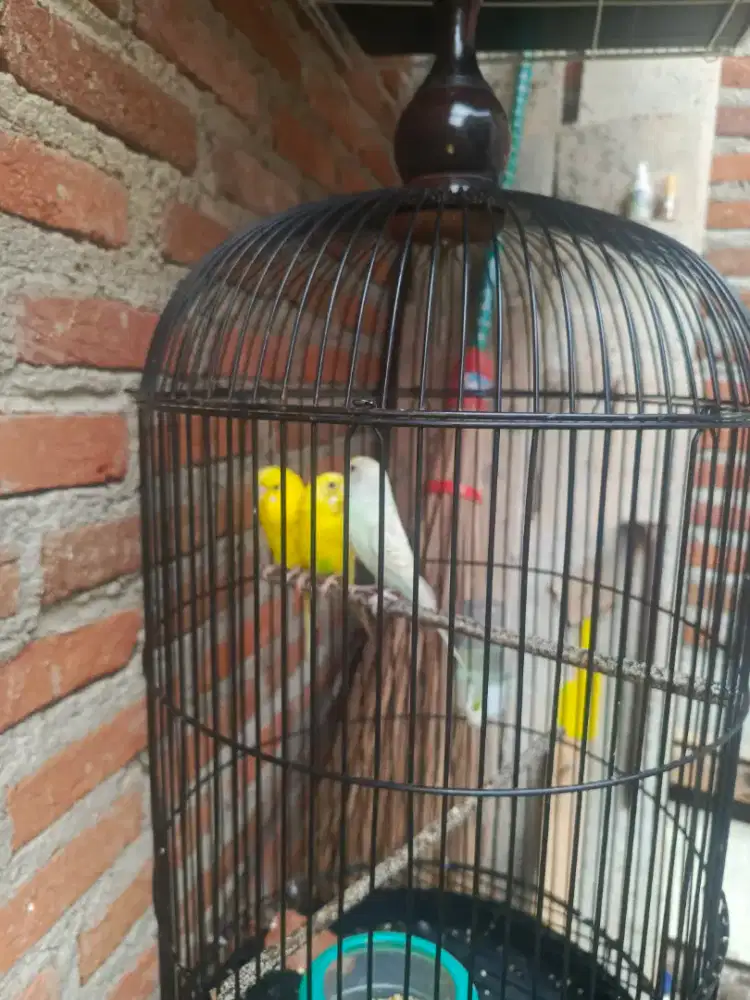 Burung Parkit 3 ekor