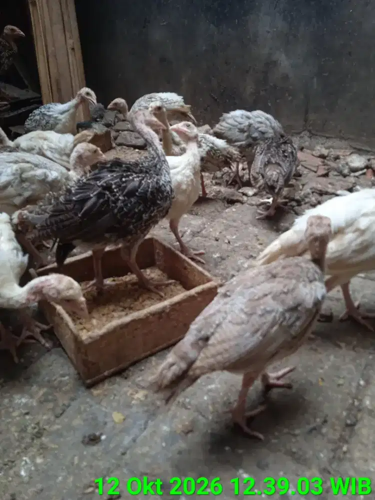 Kalkun Tanpa Kandang Cemani Kate Pelung