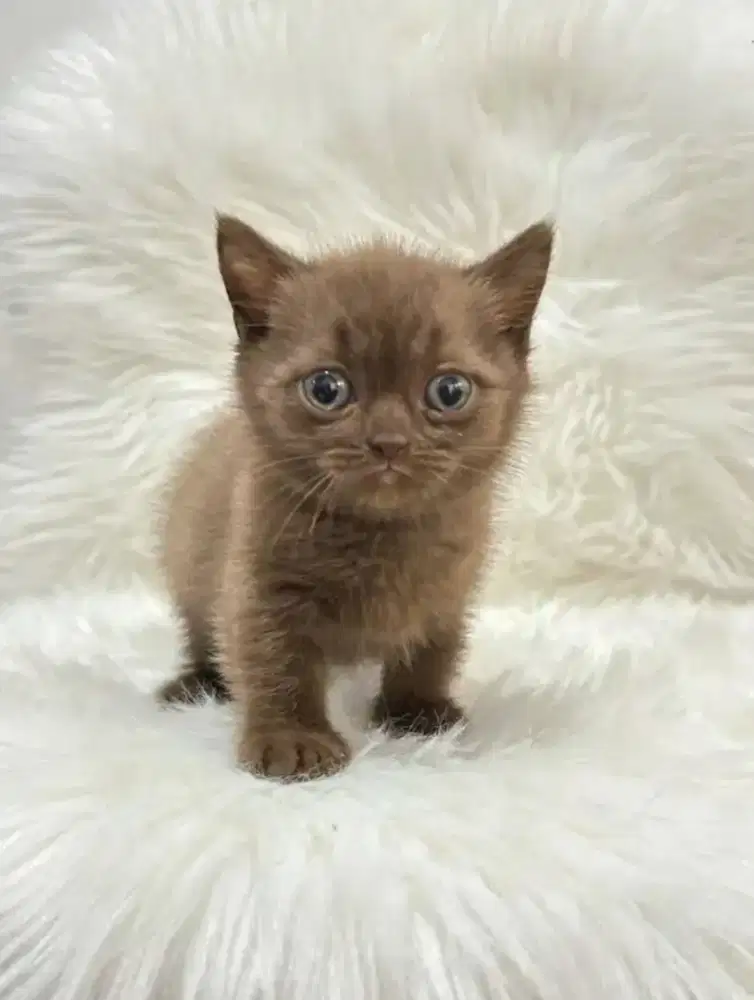MUNCHKIN BSH CHOCO CINAMON KITTEN JANTAN