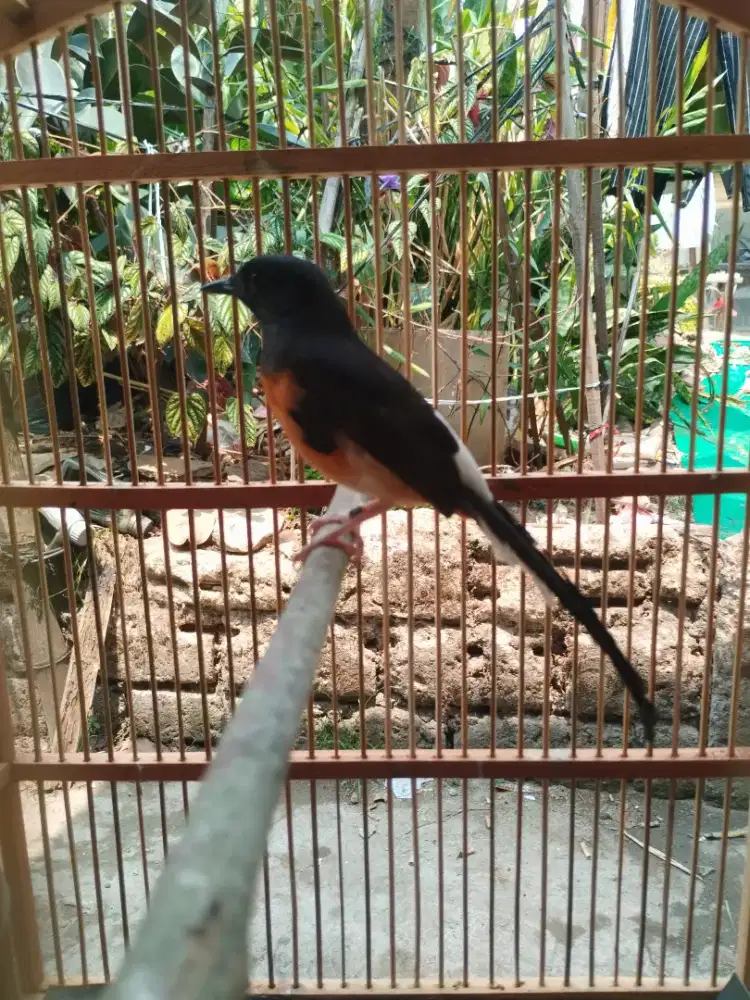Murai medan betina dr indukan 25up