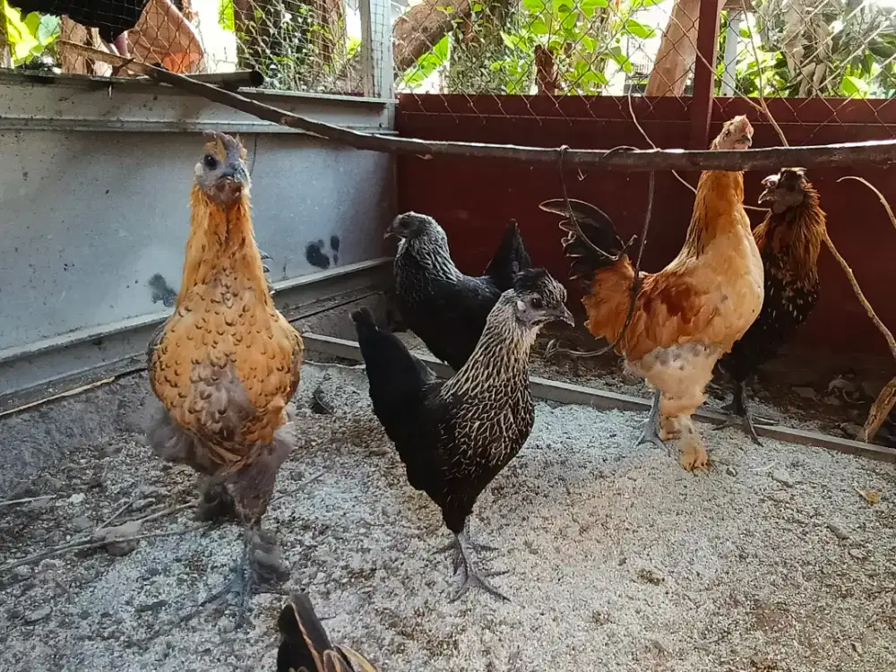 Ayam Remaja, Siap Ternak