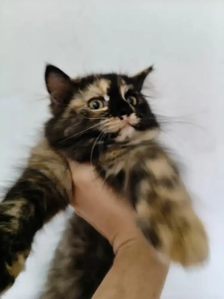 Dijual anakan (kitten) kucing Persia