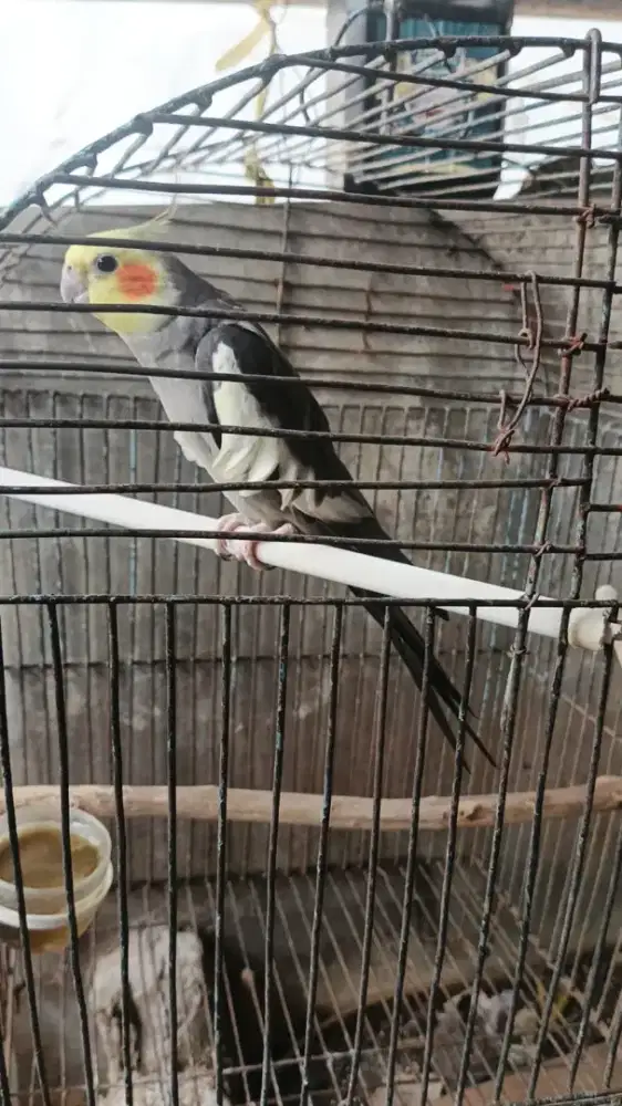 Burung falk Australia