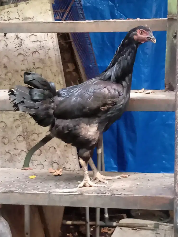Ayam betina mencari cinta