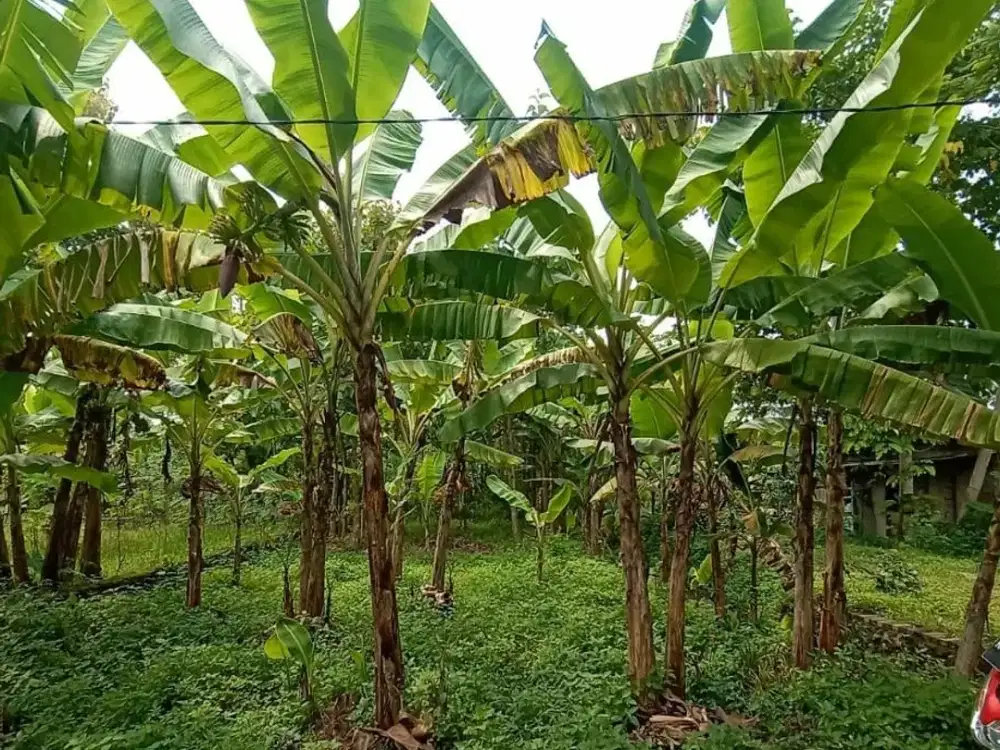 Jual Tanah Kavling di Tinjomoyo timur