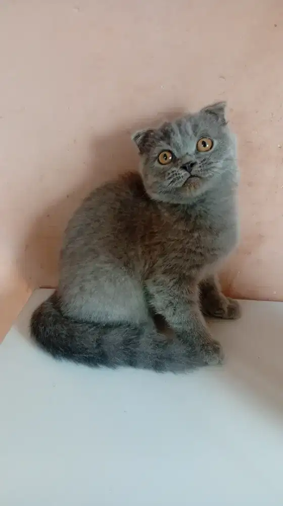 Kucing Scottish fold jakarta selatan