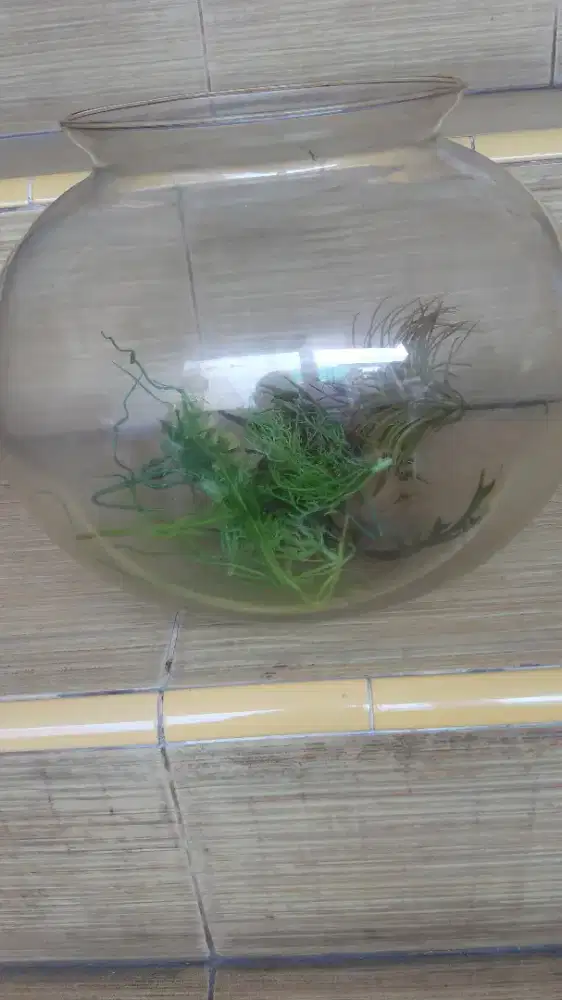 AQUARIUM  BULAT